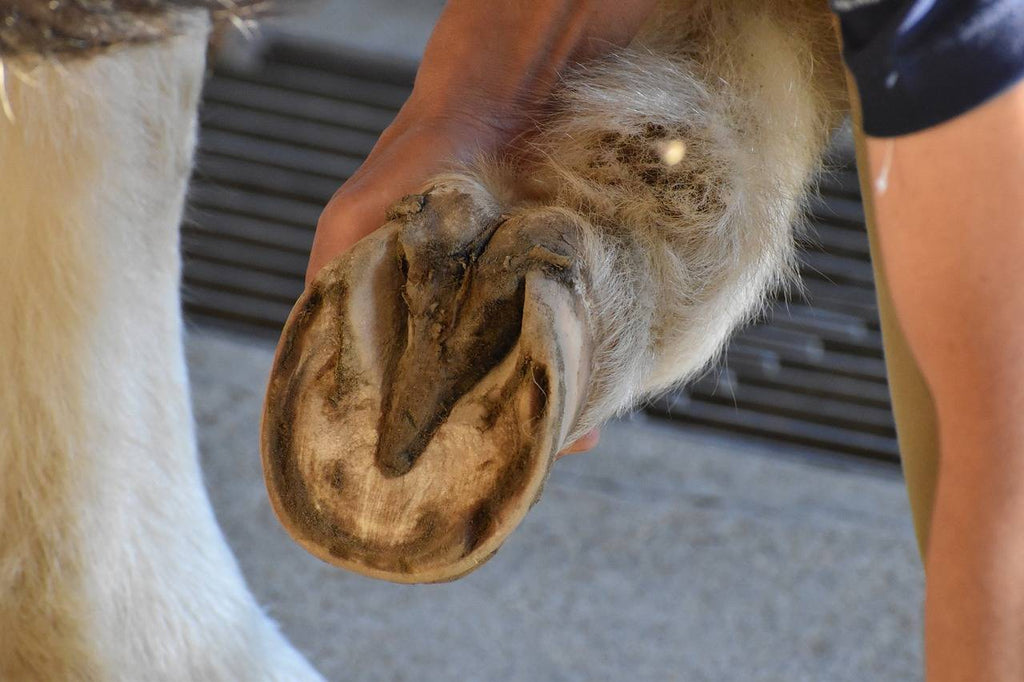 Thrush in Horses