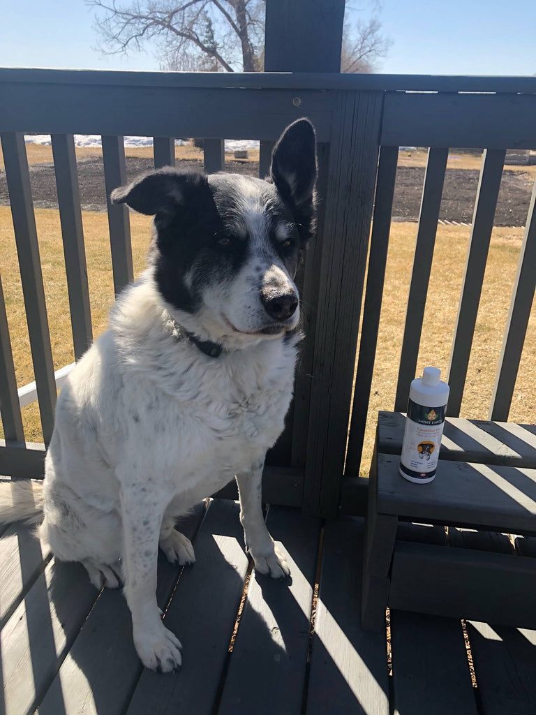 Michelle Finnigan & Dozer: Real Client Testimonial