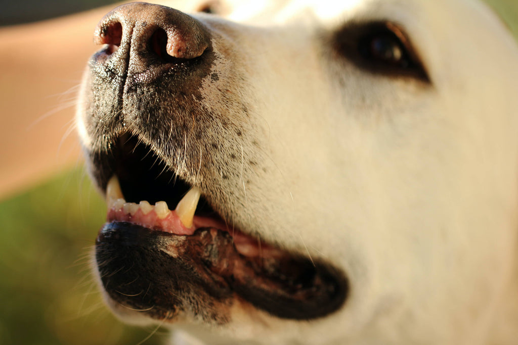 Essential Dog Dental Health Tips