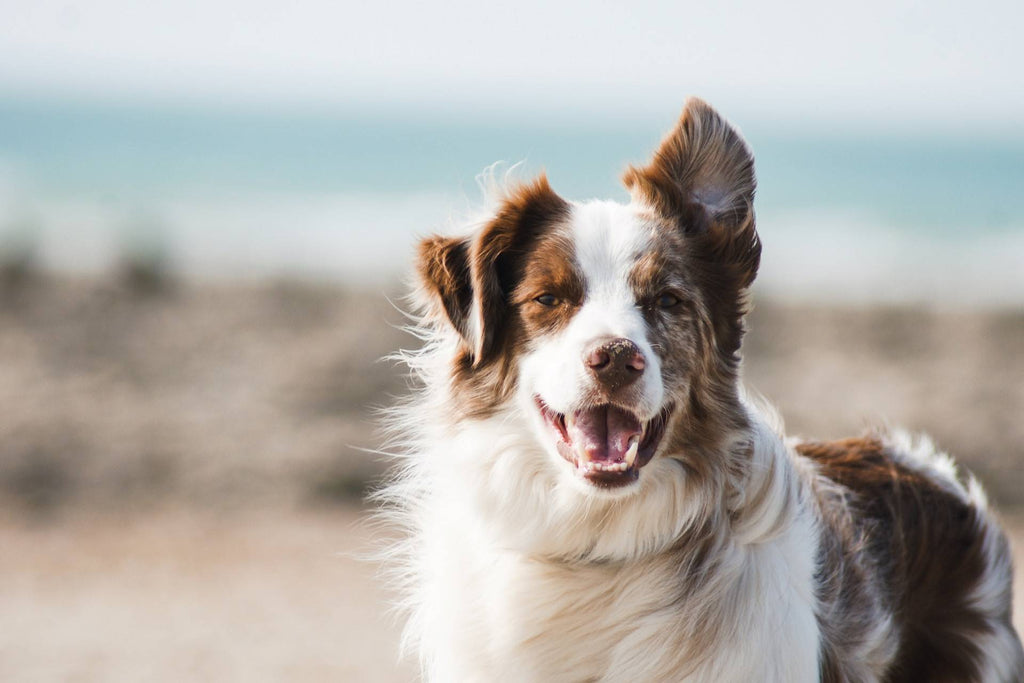 Improve Your Dog’s Immunity Naturally at Home