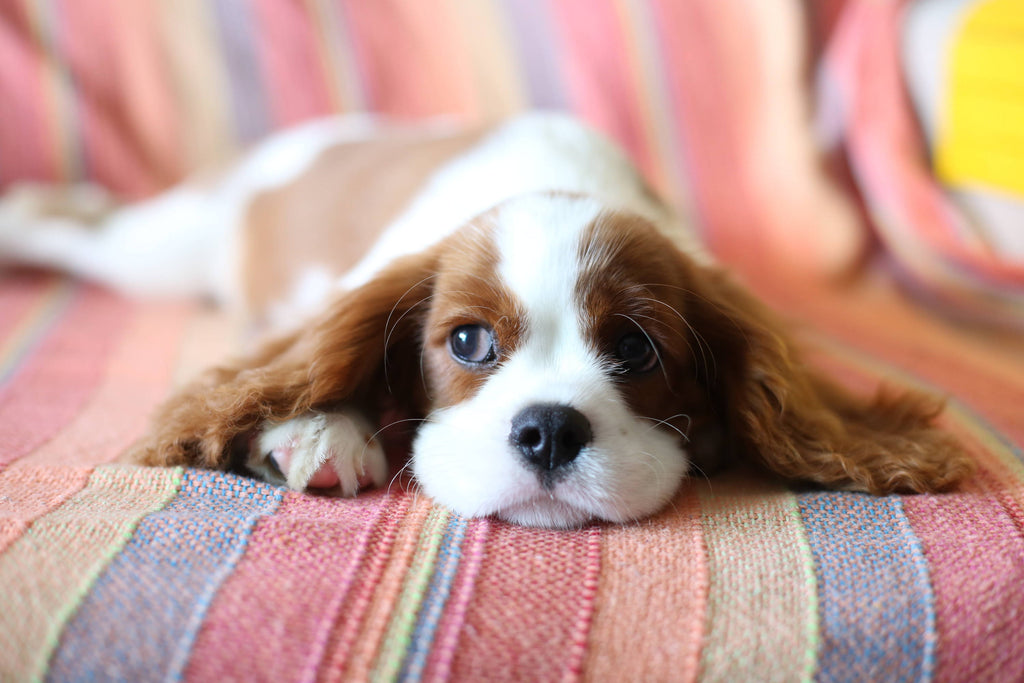 Dog Food Allergy Causes & Ingredients to Avoid