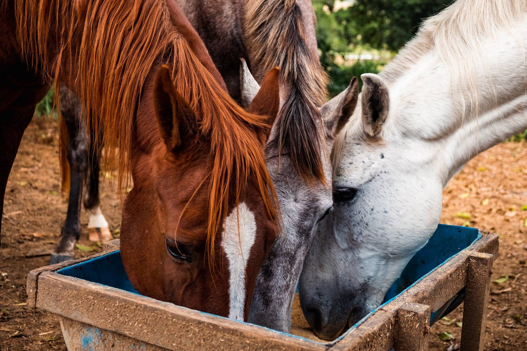 Winter Horse Nutrition Benefits