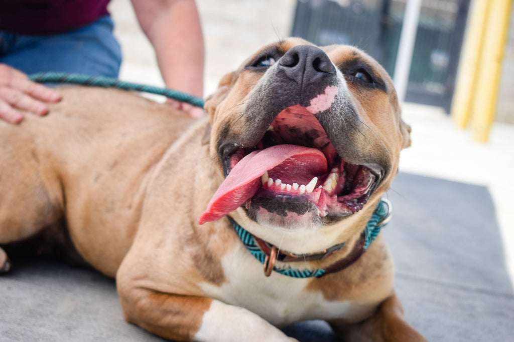 Prepare for a Rescue Dog