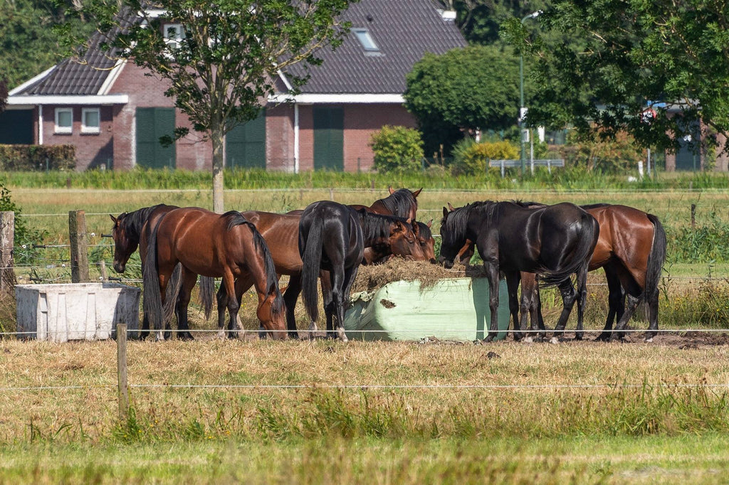 Horse Supplements: When They’re Needed