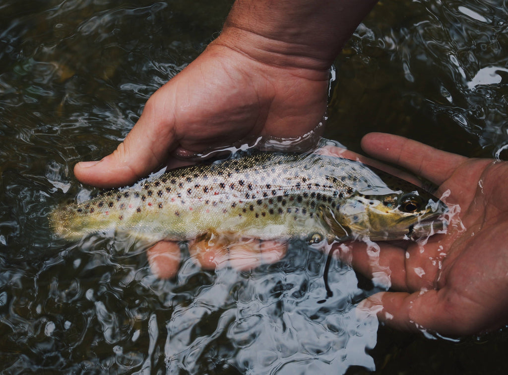 Recognizing Fish Allergies in Dogs and Finding Safer Options