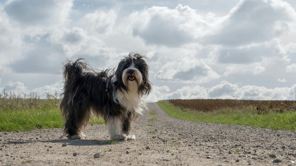 Poor Gut Health in Dogs