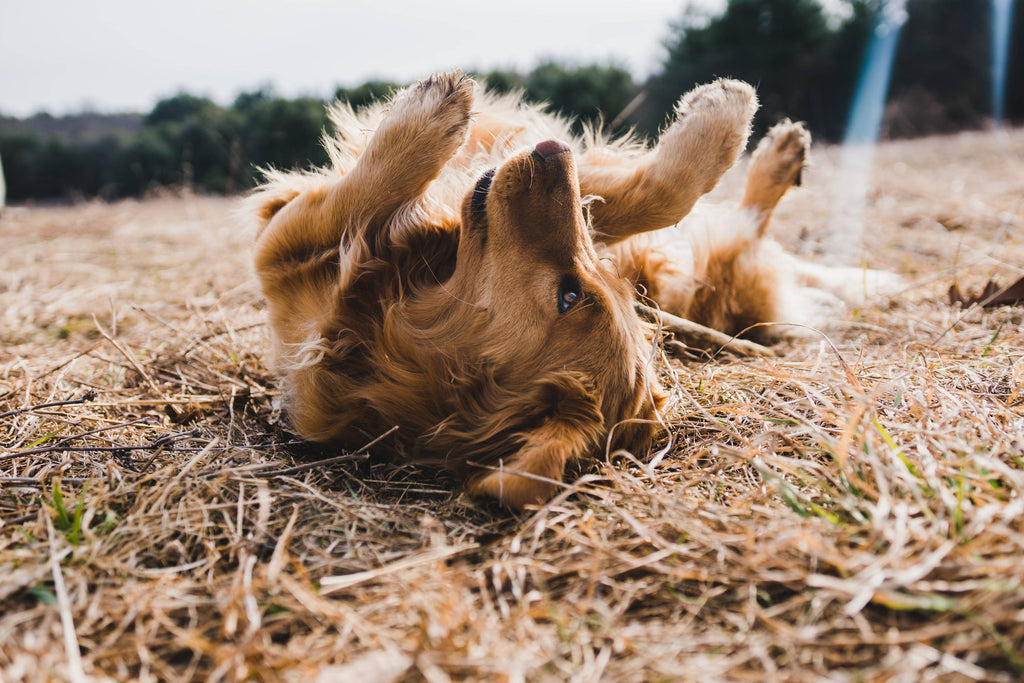Itchy Dog Skin: Causes, Symptoms & Natural Relief