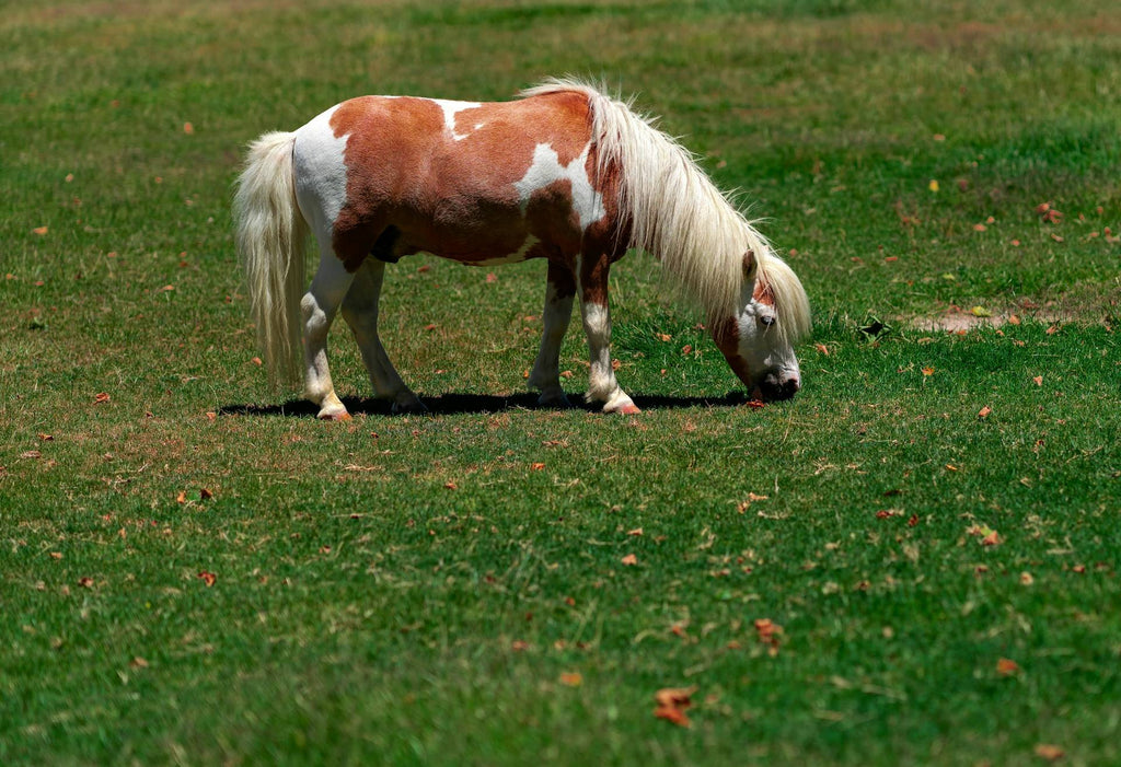 Miniature Horses Prone to Cushings