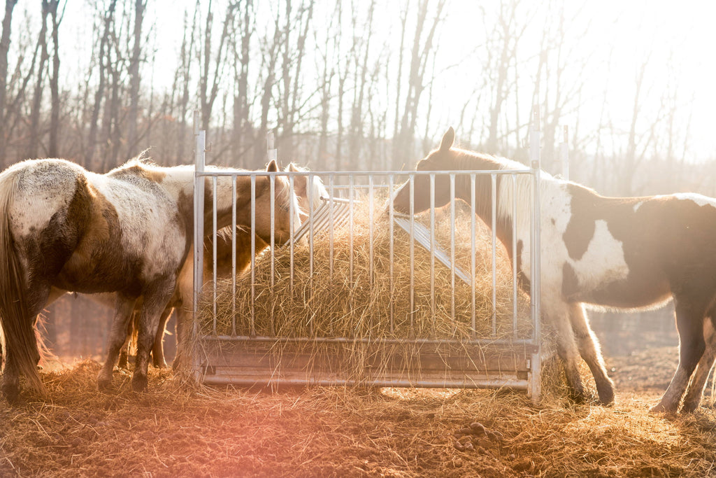 Winter Feeding Tips: When Horses Need More Hay
