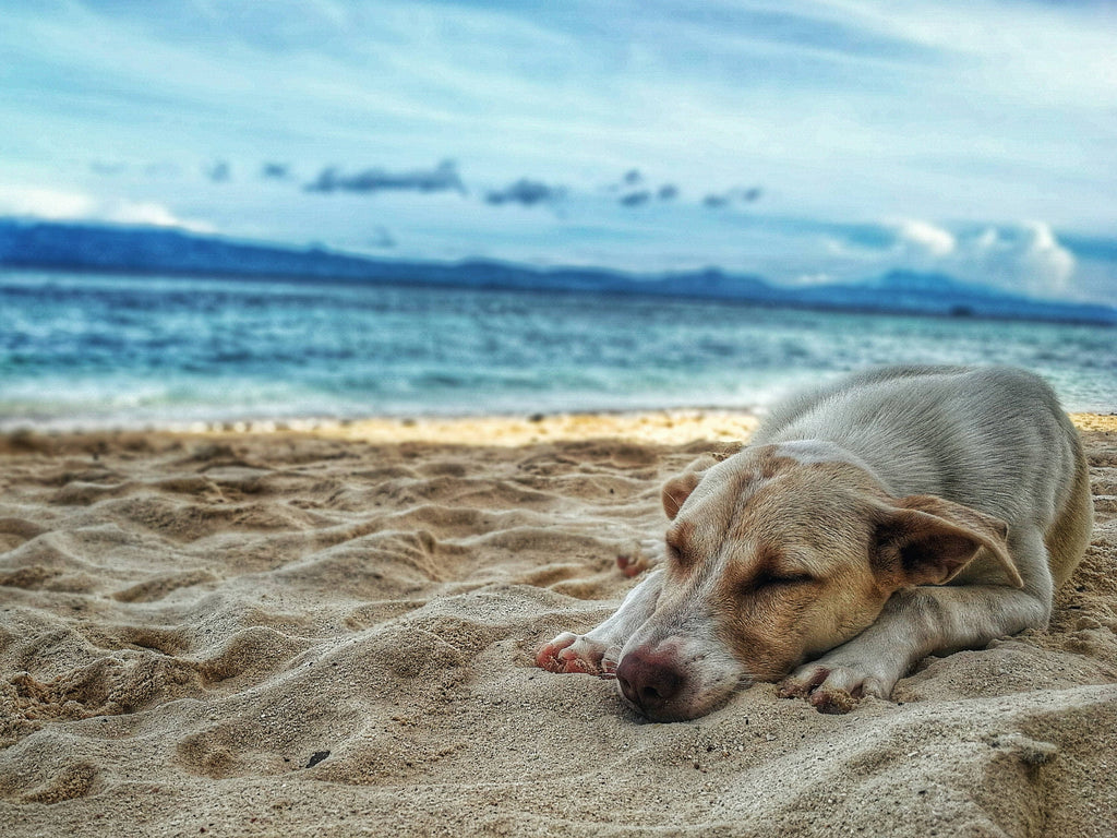Cooling Dog Treats to Keep Your Dog Chillin