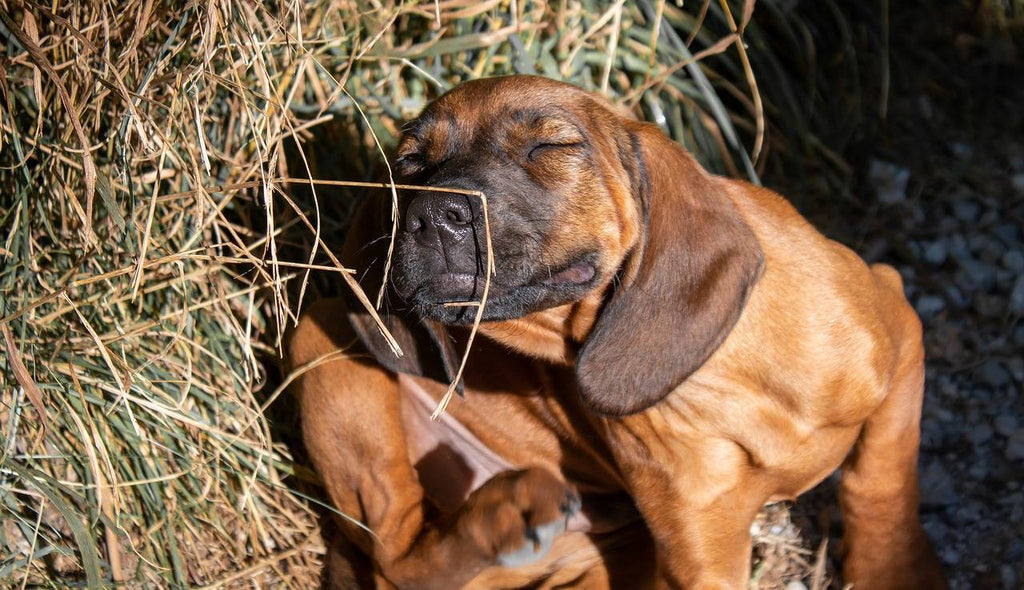 Preparing Pets for Seasonal Allergies Through Better Nutrition