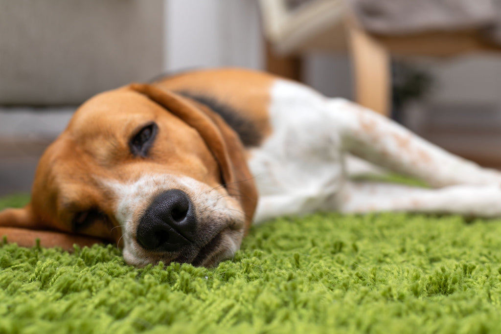 Unpacking IBD in Dogs