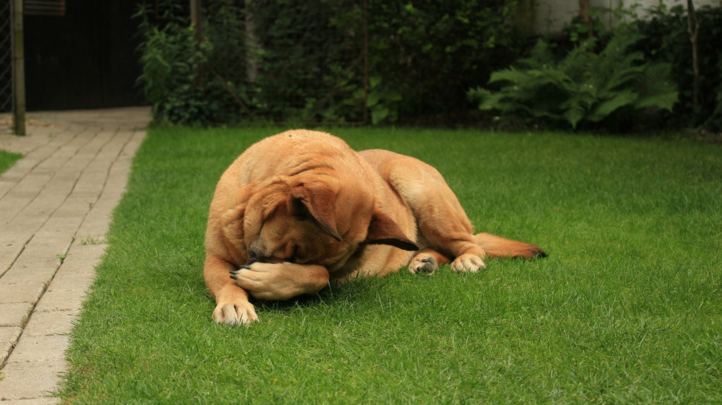 Seasonal Changes Impact on Dog Skin Health