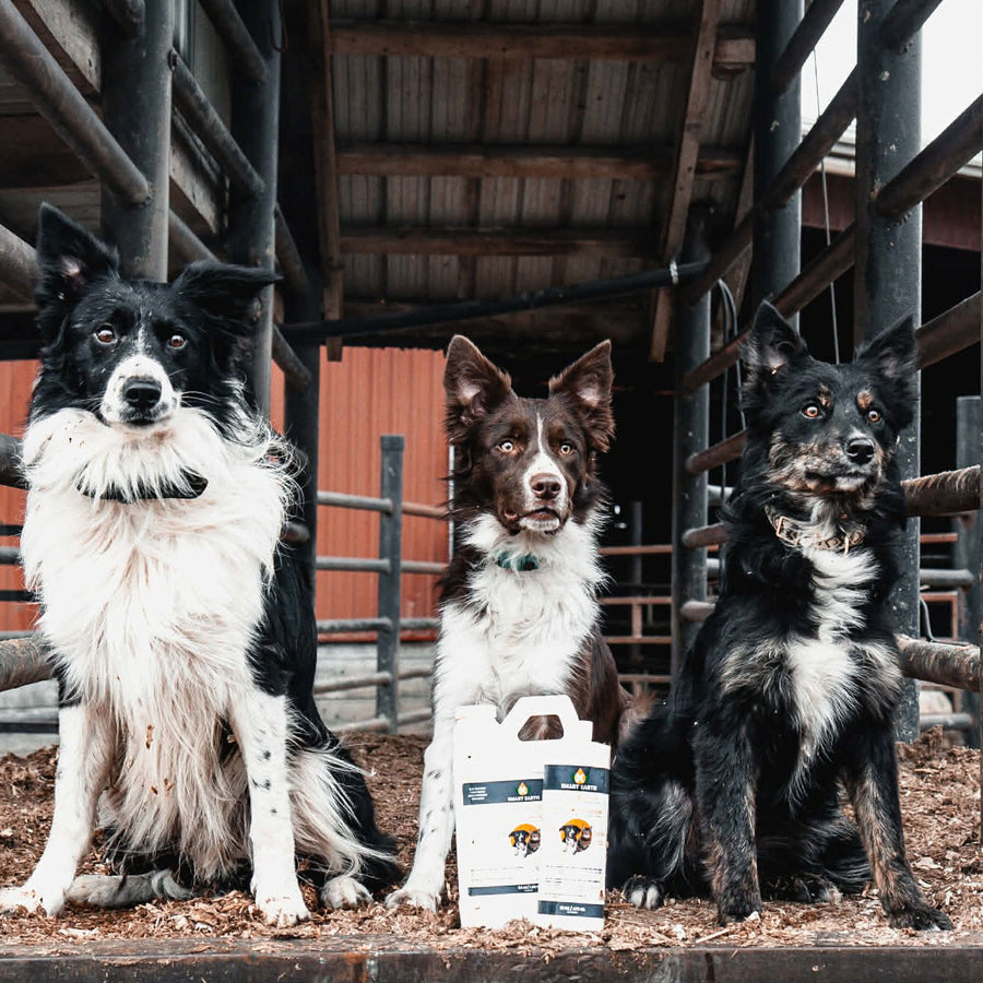 Three border collies with the jug and bottle