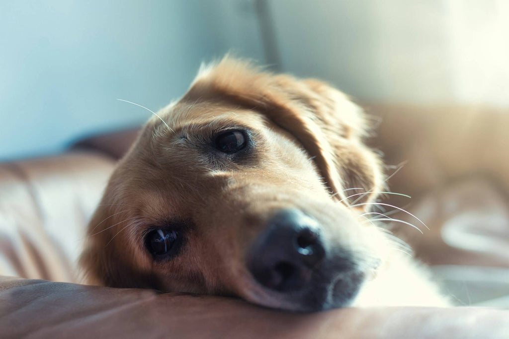 How to Avoid Injuries in Your Pet Dog