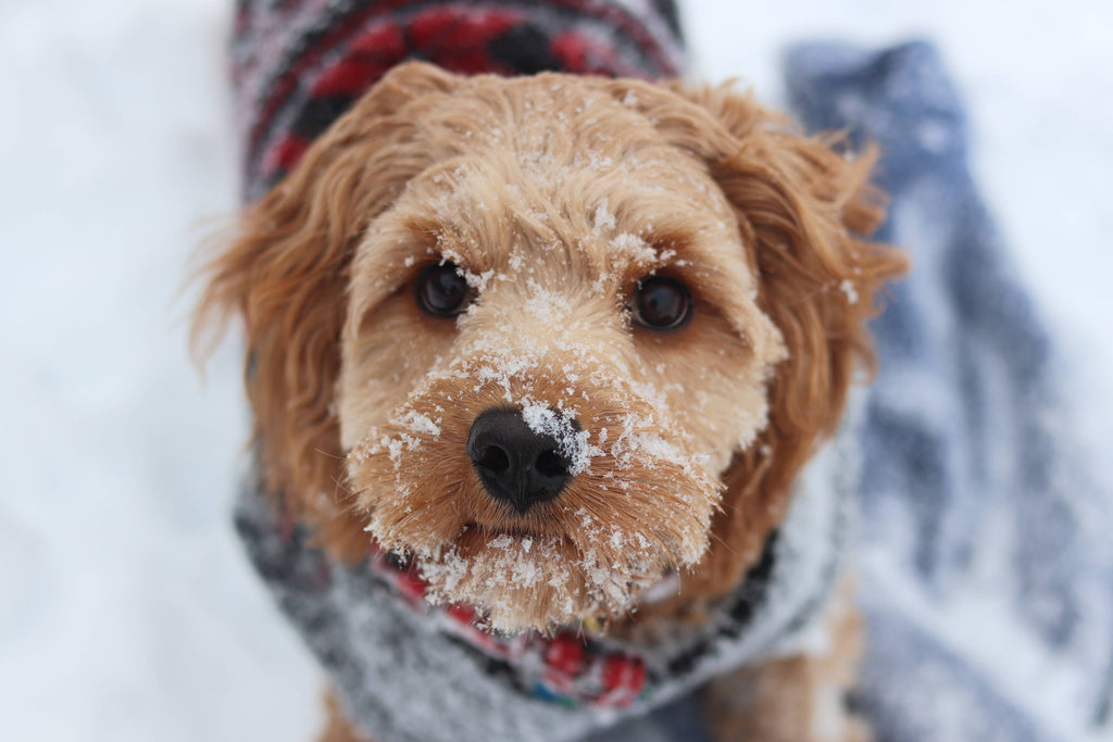 Dog Winter Gear: Warmth, Visibility & Rain