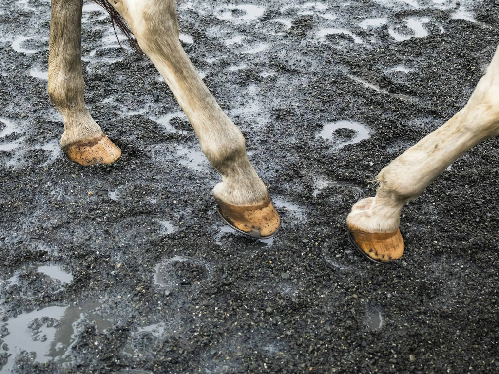 Rain Rot? Try This.