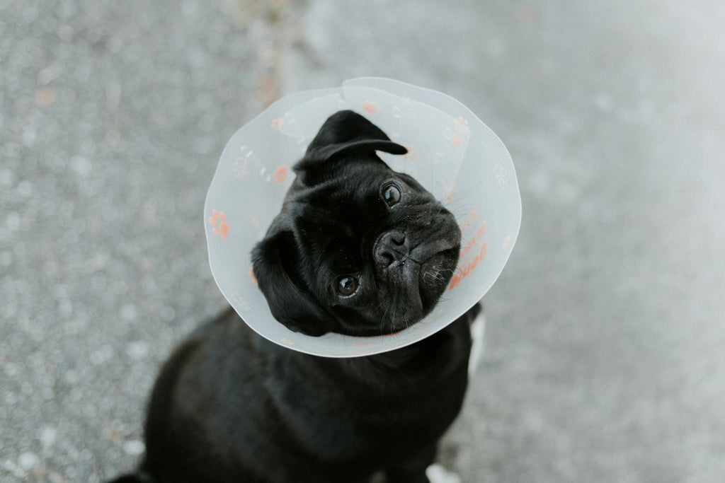 How Dog Insurance Works: Understanding the Basics