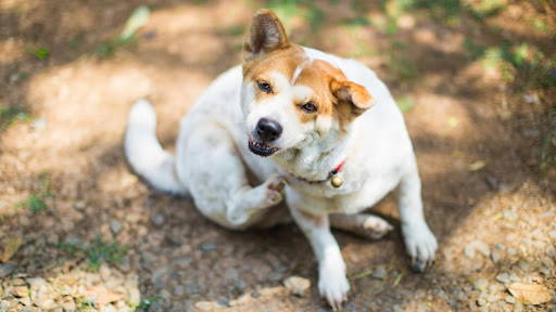 Skin Problems for Dogs