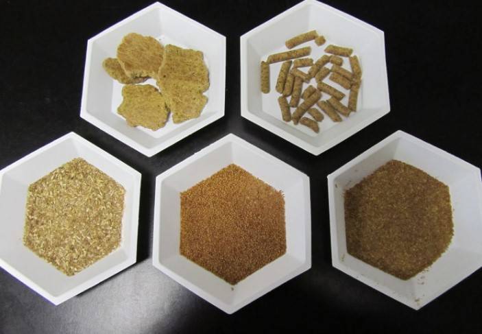 Camelina Oil vs Other Equine Oils: Which Is Better