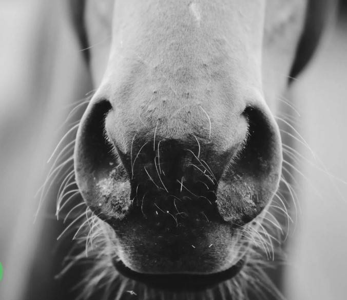 How to Train Horses in Cold Weather