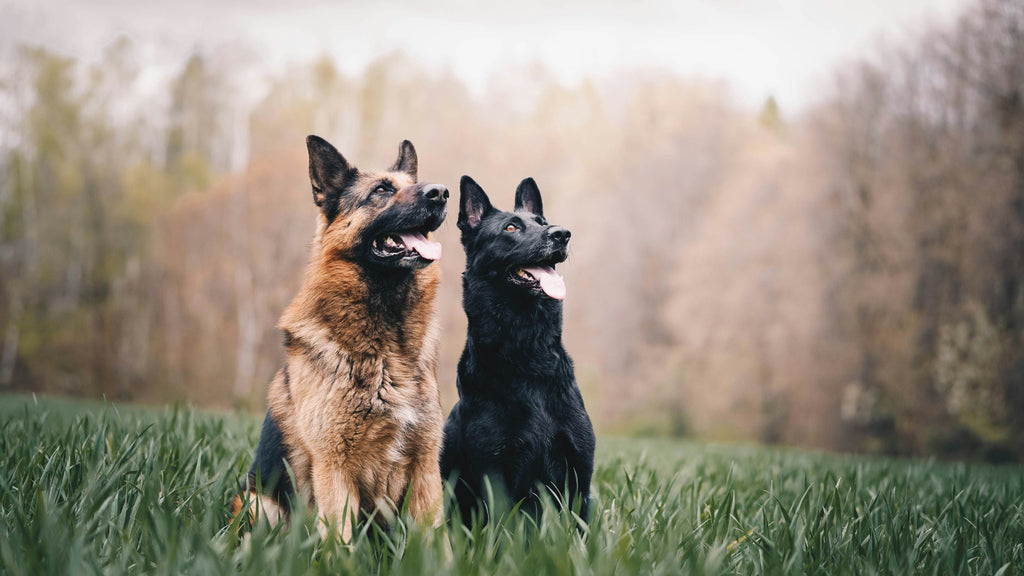 Hip Dysplasia in Dogs