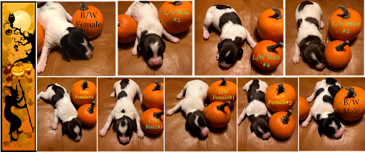 Carlene's breeding program