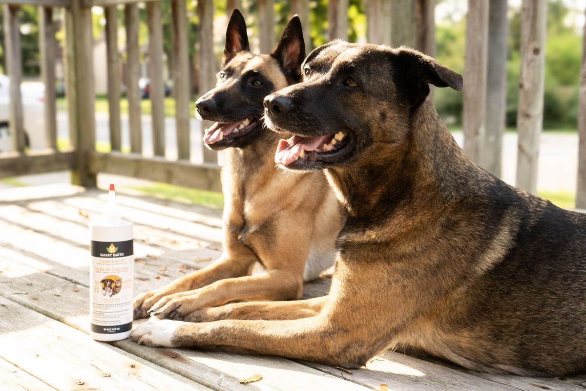 Two Belgian Malinois on a porch with the 16oz Camelina Oil bottle