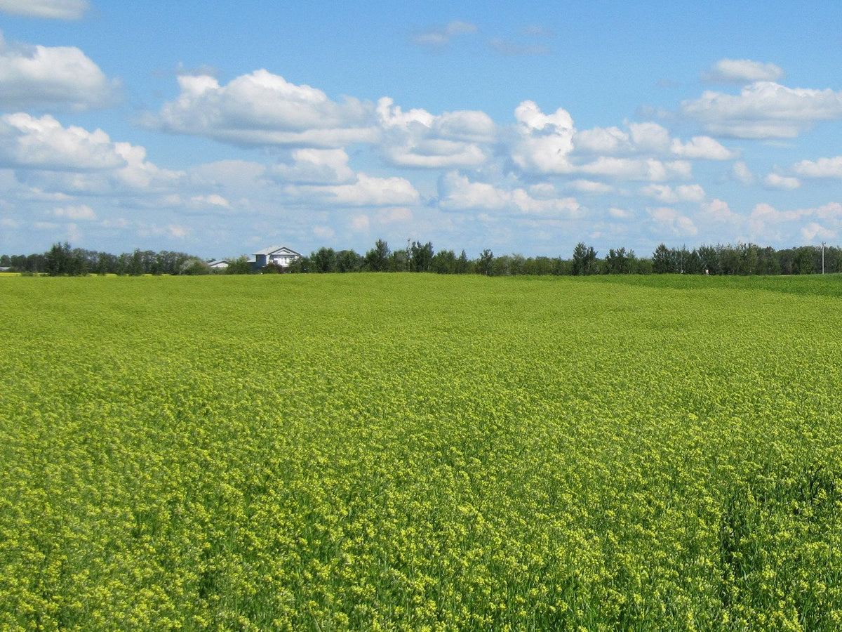 Camelina in bloom on a prairie field