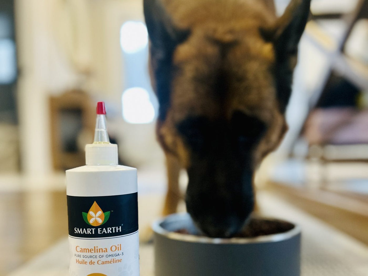 German Shepherd eating from a bowl with the 16oz Camelina Oil bottle in front — customer photo